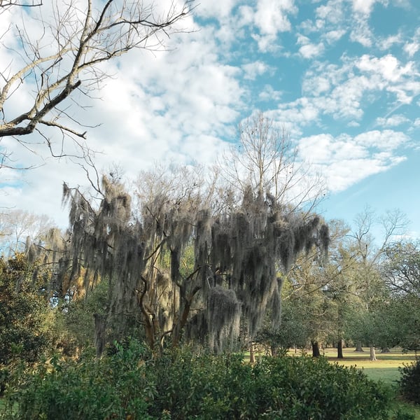 hanging moss tree in charleston, sc