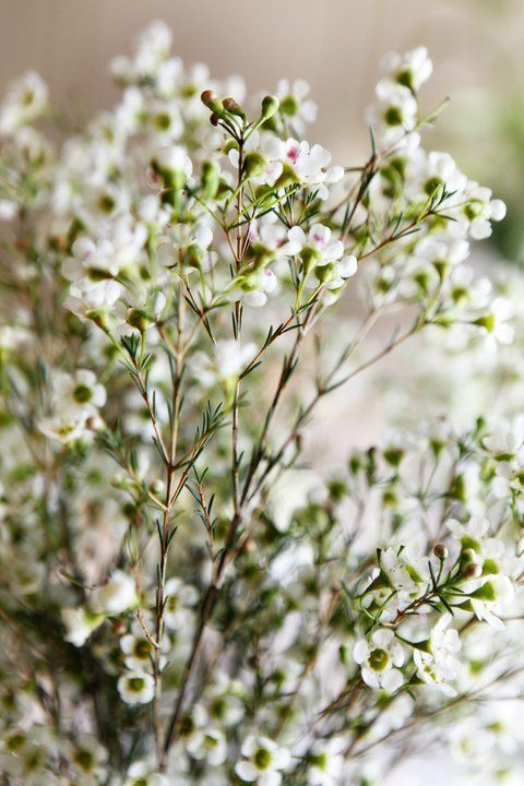 white flower crowns 