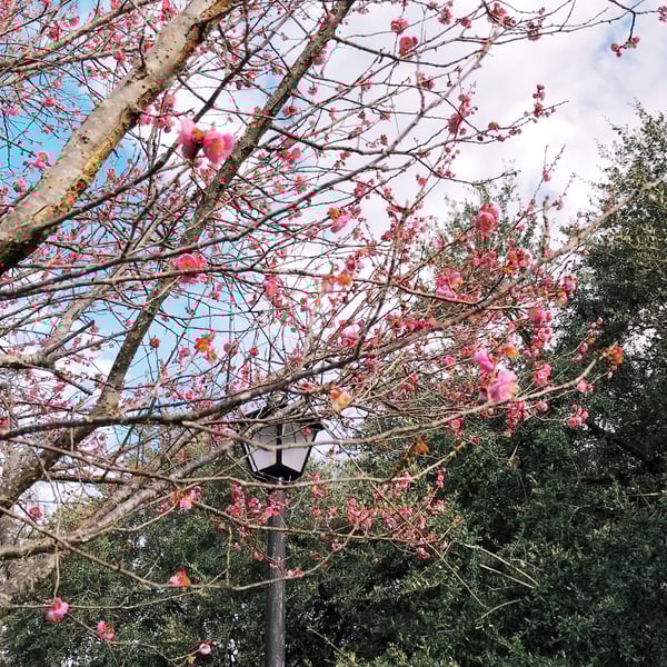pink flowering tree charleston, sc