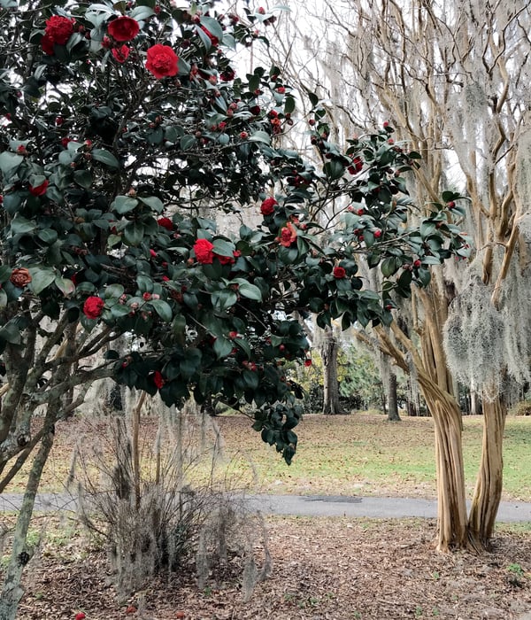 hampton park