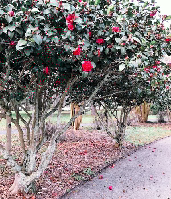 camillas in charleston, sc