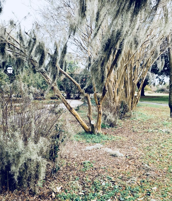 picnics in charleston