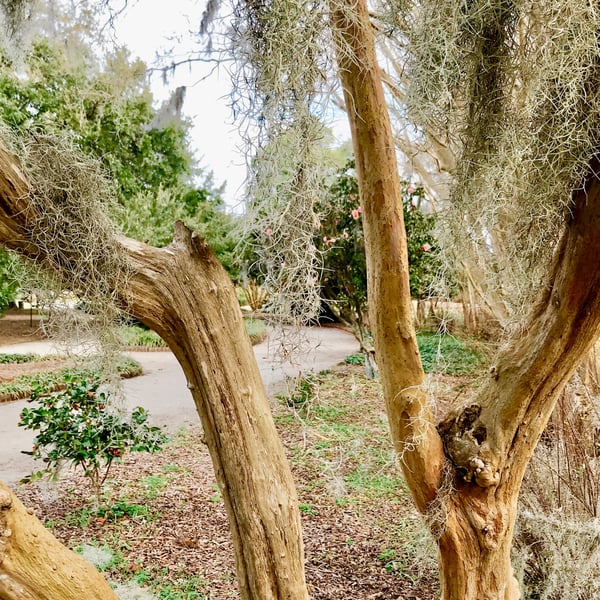 moss in charleston, sc