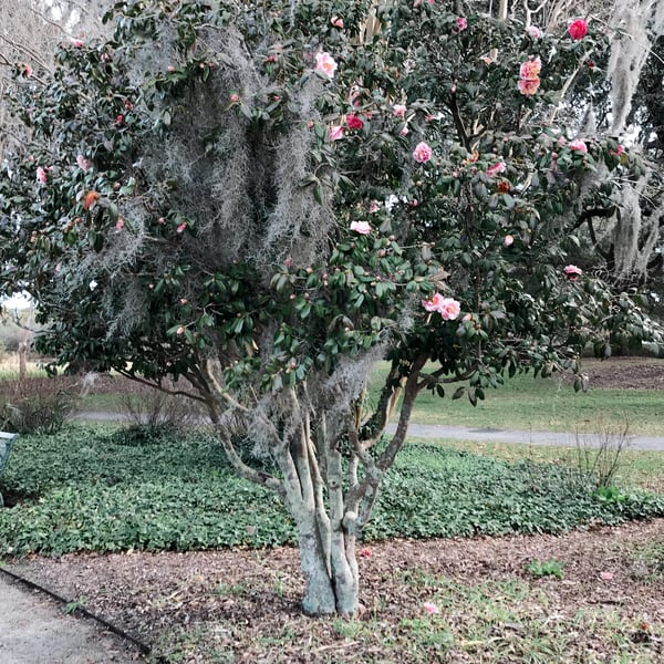 pretty flowering trees in charleston, sc