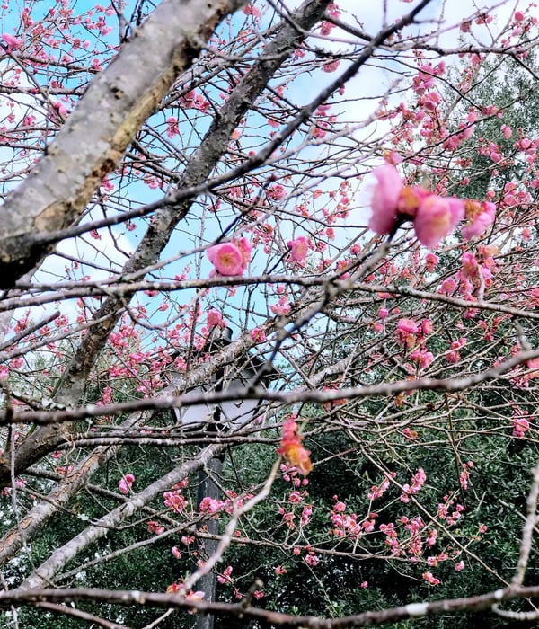 Charleston pretty walks