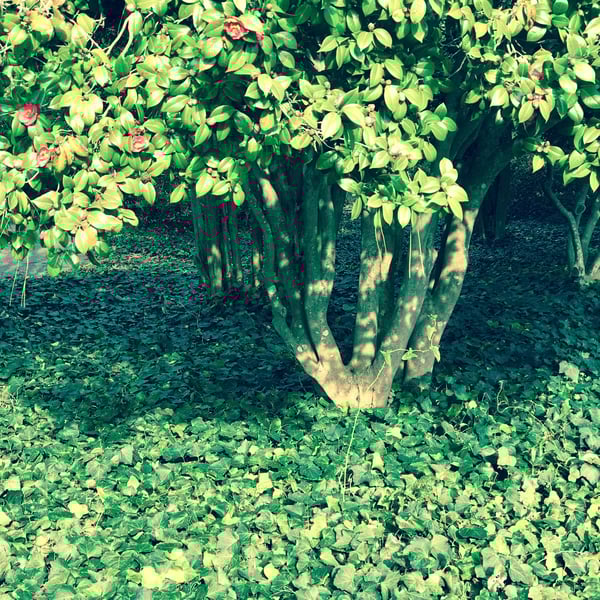 pretty walks in Charleston SC