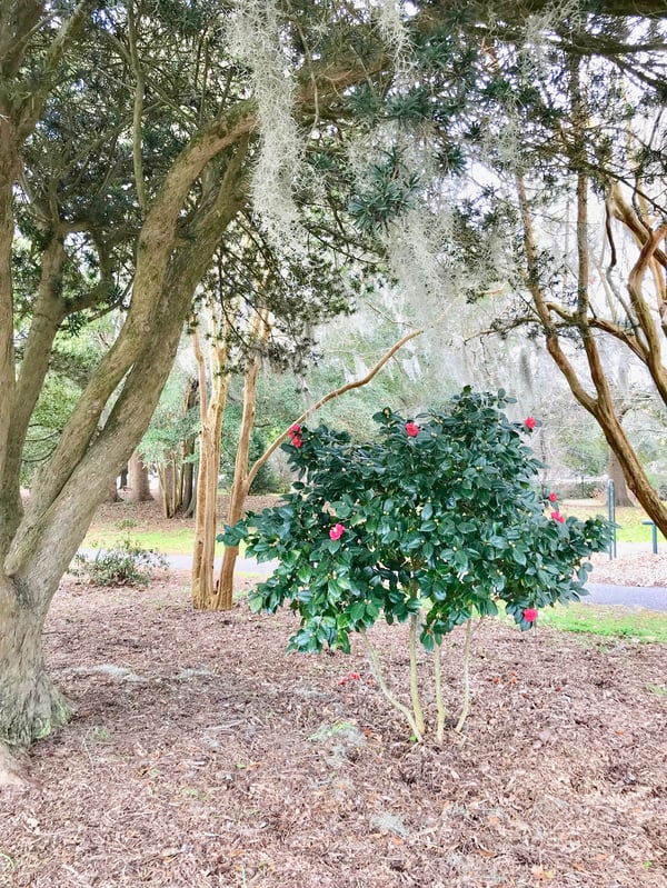 pretty things to do in Charleston, SC
