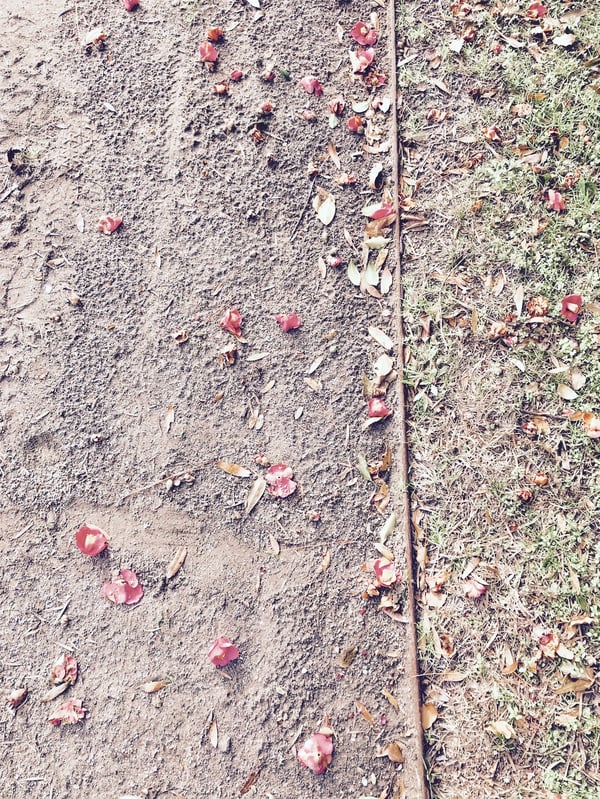 flowers on the ground