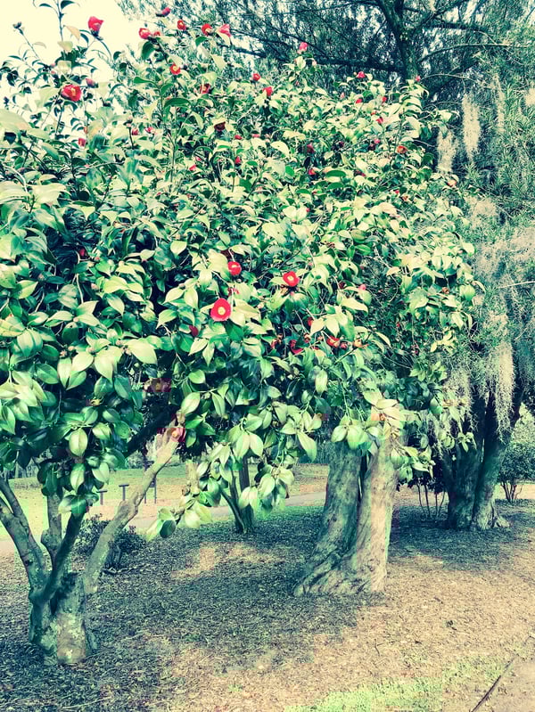 pretty places to go to in Charleston, SC