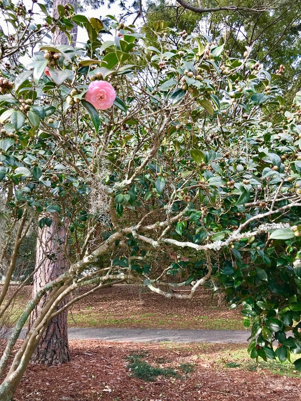 flowers in Charleston, SC