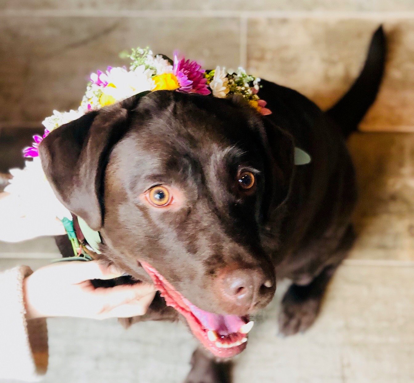 dog flower collar 