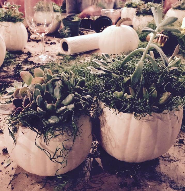 white pumpkins with succulents