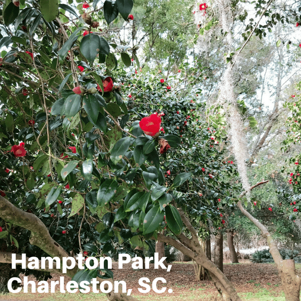 hampton park charleston sc