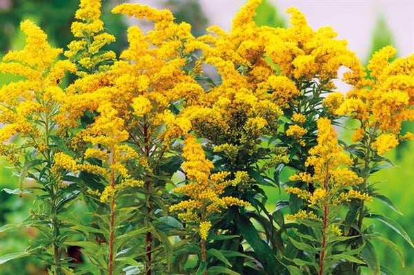 solidago for flower crowns 