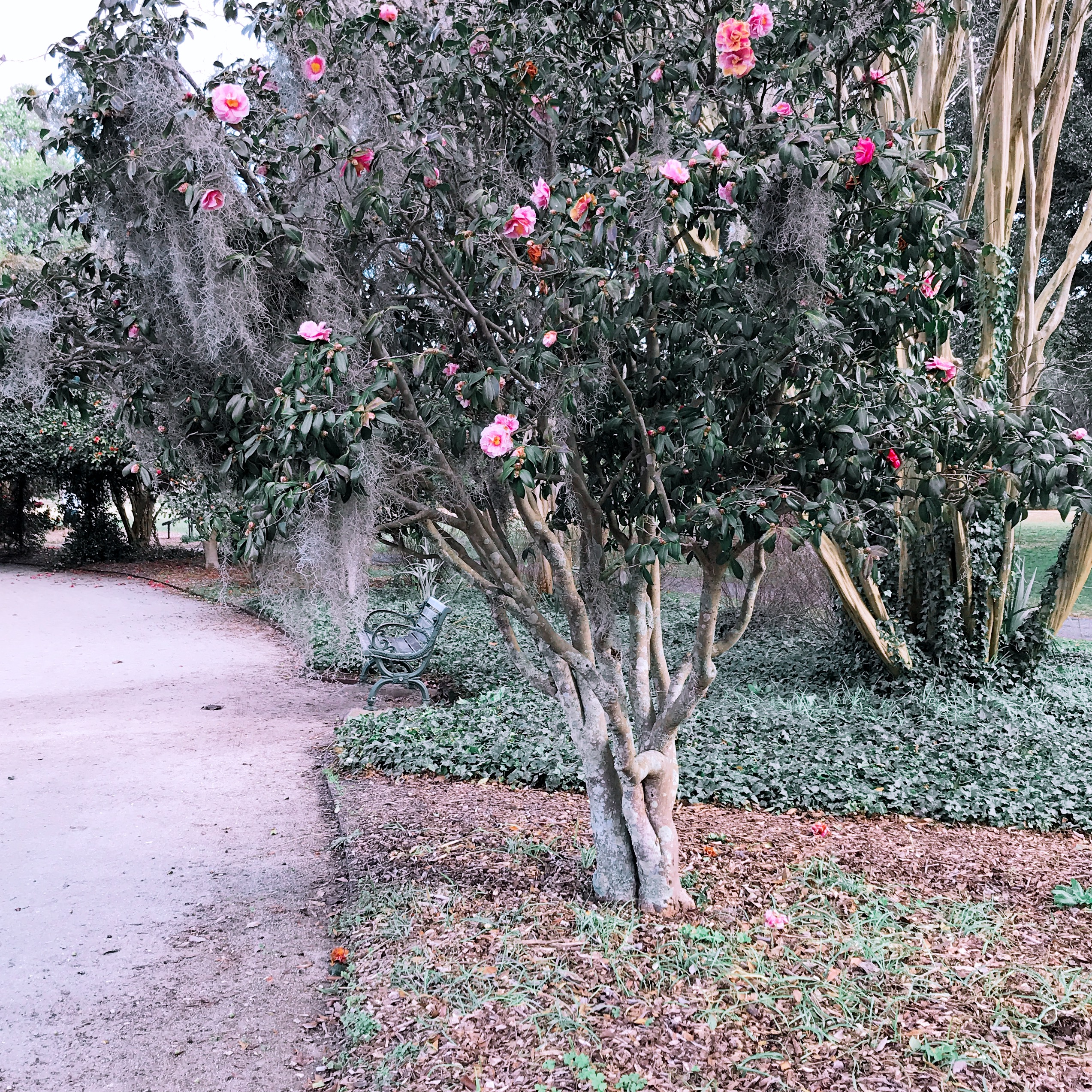 pretty flowers in Charleston, SC 