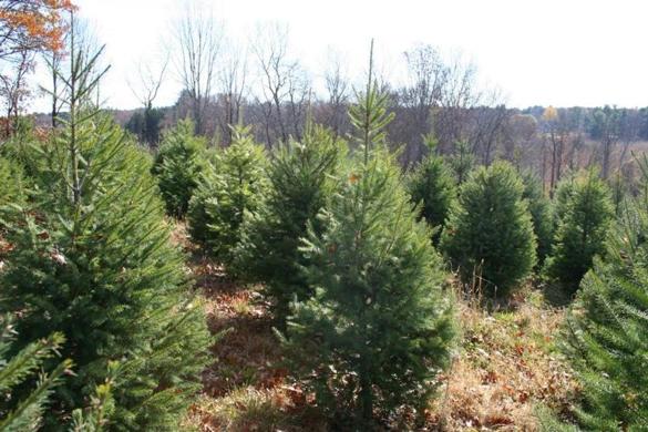 tree17
